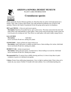 Crassulaceae species - Arizona