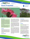 Brown Knapweed