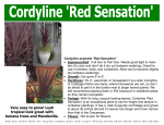 Cordyline `Red Sensation`