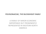 POLYGONACEAE, THE BUCKWHEAT FAMILY
