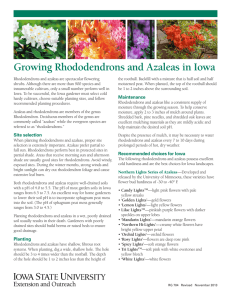 Growing Rhododendrons and Azaleas in Iowa
