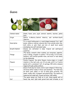 Guava - Tropical Fruit Farm