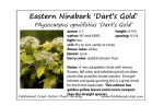 Eastern Ninebark `Dart`s Gold` - Fiddlehead Creek Native Plant