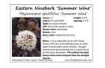 Eastern Ninebark `Summer Wine` - Fiddlehead Creek Native Plant