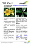 Yellow Allamanda Fact sheet