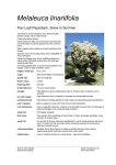 Melaleuca linariifolia - Yarra Ranges Shire Council
