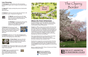 The Cherry Border - The Scott Arboretum of Swarthmore College