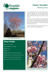 Prunus Accolade sheet