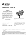 Tabebuia caraiba: Trumpet Tree1