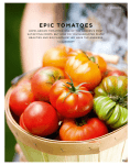 epic tomatoes - Clare Gogerty