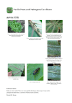Aphids (038)