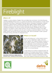 Fireblight