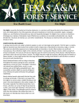 Fire Blight - Texas Forest Service