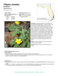 Tribulus cistoides - Florida Natural Areas Inventory