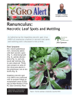 Ranunculus: Necrotic Leaf Spots and Mottling