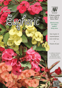Euphorbias - Euphoric™ Series