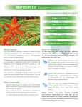 Montbretia Crocosmia x crocosmiiflora Environmental Weed Factsheet