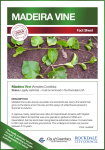 Madeira Vine (Anredera Cordifolia) Factsheet