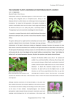 `dancing` plant: codariocalyx motorius (houtt.) ohashi