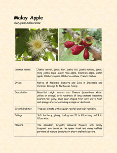 Malay Apple - Tropical Fruit Farm