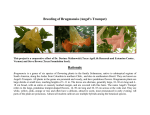 Breeding of Brugmansia (Angel`s Trumpet) Rationale