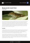 Brown Anole Lizard Care