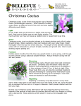 Christmas Cactus - Bellevue Nursery