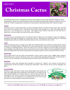 Christmas Cactus Care Sheet