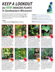Lookout Invasive New Plants SE Wisconsin