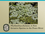 Phyllanthus fluitans: A New Invasive Species in the Peace River