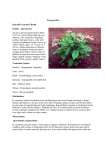 Sarpagandha (Rauvolfia serpentine Benth)