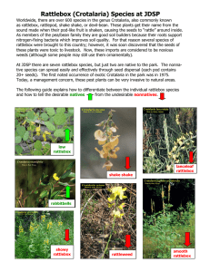 Rattlebox (Crotalaria) Species At JDSP
