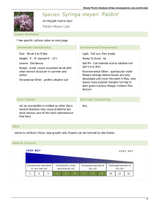 Woody Plants Database - Syringa meyeri `Palibin`