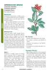 Cotoneaster species - Cal-IPC