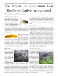 The Impact of Viburnum Leaf Beetle on Native Arrowwood