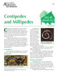 E217 Centipedes and Millipedes