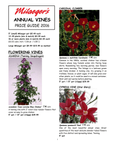 Annual Vines