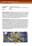 Sapium sebiferum - Florida Exotic Pest Plant Council