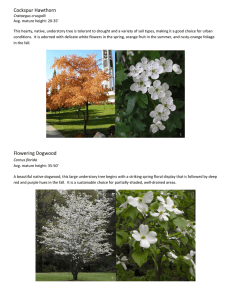 Cockspur Hawthorn Flowering Dogwood