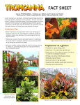 Tropicanna® Canna 4.6MB - Landscaping With Tesselaar Plants
