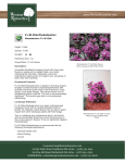 www.WestonNurseries.com P.J.M. Elite Rhododendron