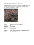 Cranberry hibiscus (Hibiscus acetosella, false roselle, African