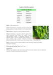 Asopalav (Pollyalthia longifolia) Scientific classification Kingdom