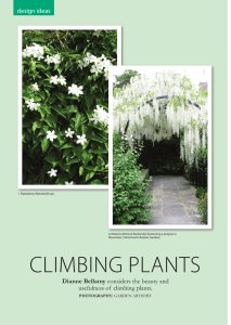 CLiMBiNG PLANTS - Garden Artistry