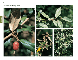 Silverthorn, thorny Olive