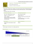 Woody Plants Database - Chamaecyparis pisifera