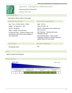 Woody Plants Database - Caragana arborescens