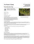 The Planter`s Palette Plant Information Page