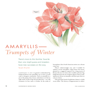 Trumpets of Winter - White Flower Farm