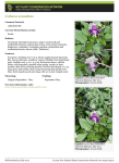 Cobaea scandens - Home | New Zealand Plant Conservation Network